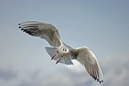 mouette